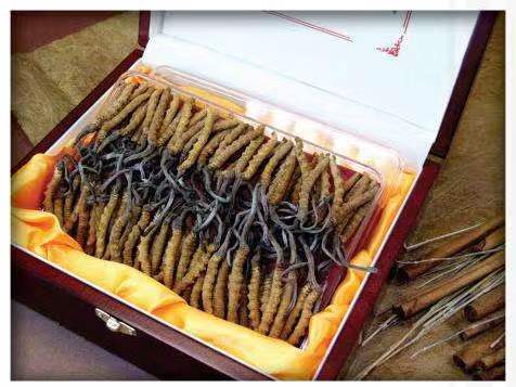 乾安冬虫夏草回收